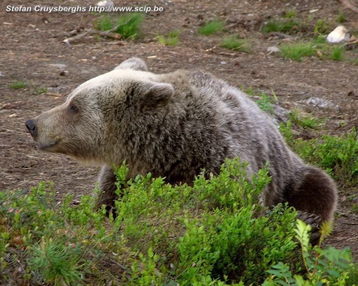 Brown bear  Stefan Cruysberghs